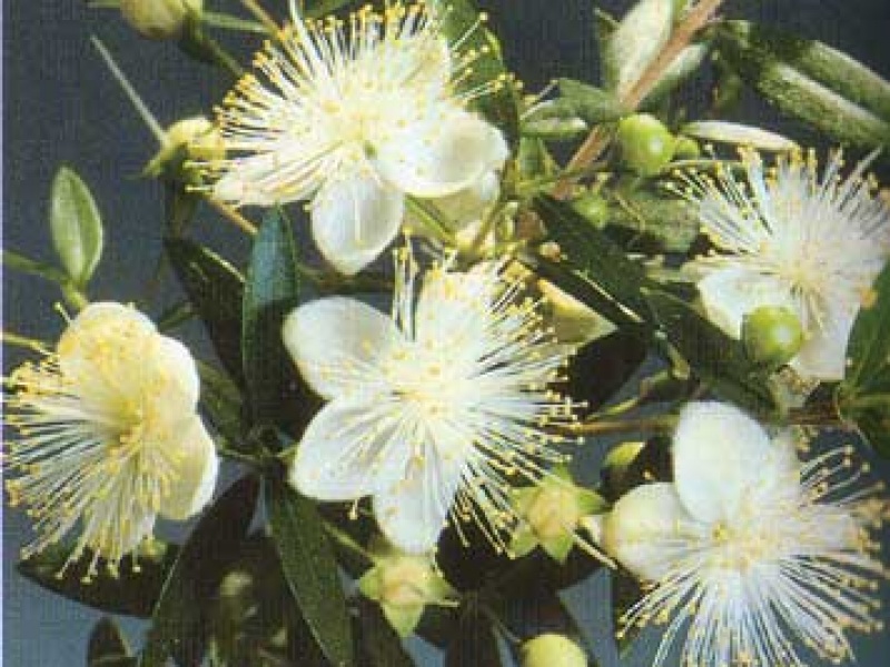 Мирт обыкновенный