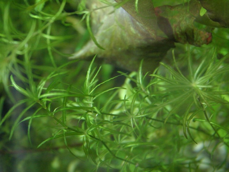 Наяда гваделупская, мелкозубчатая