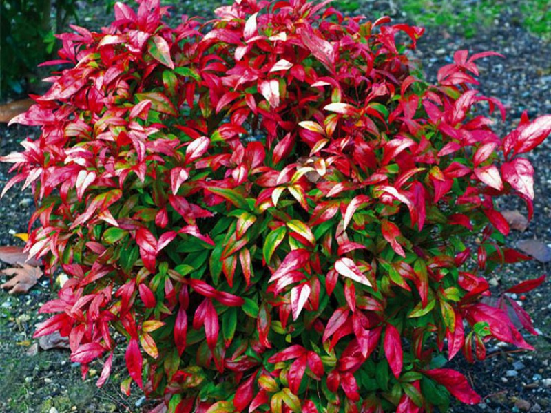 Нандина домашняя