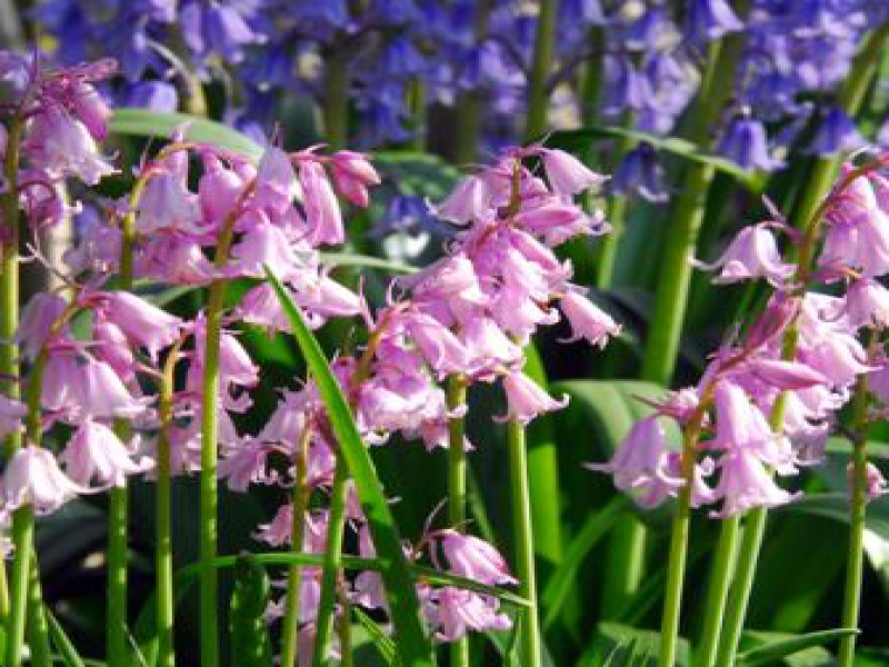 Эндимиум или Гиацинтоид