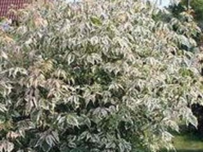 Golden-variegated ash-leaved maple