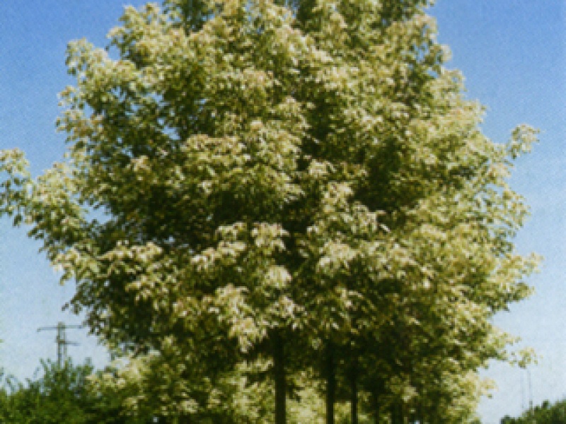 Variegated boxelder maple