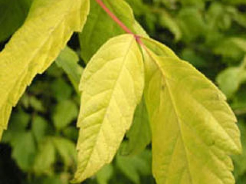 Yellow ash-leaved maple