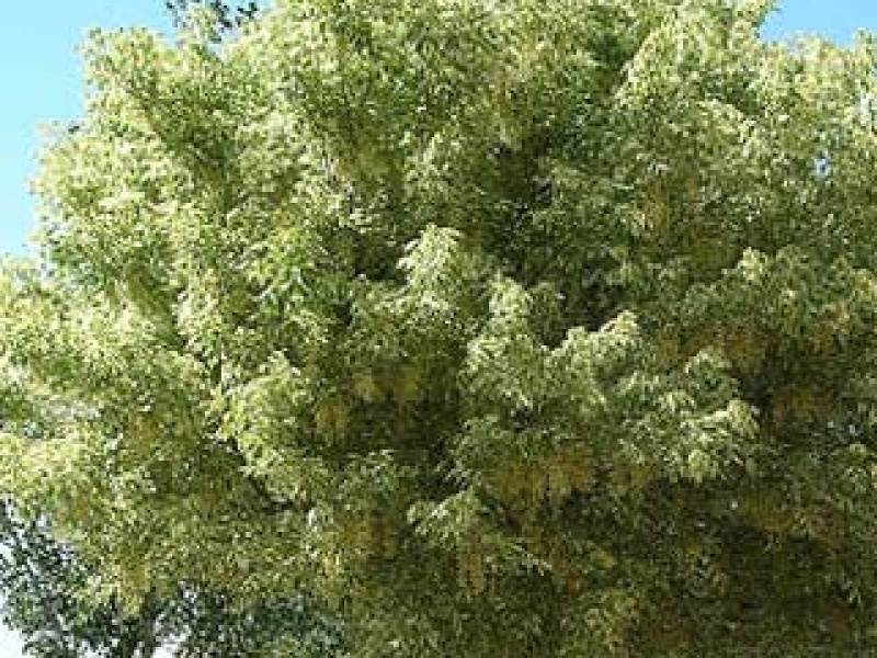 Silver-variegated ash-leaved maple