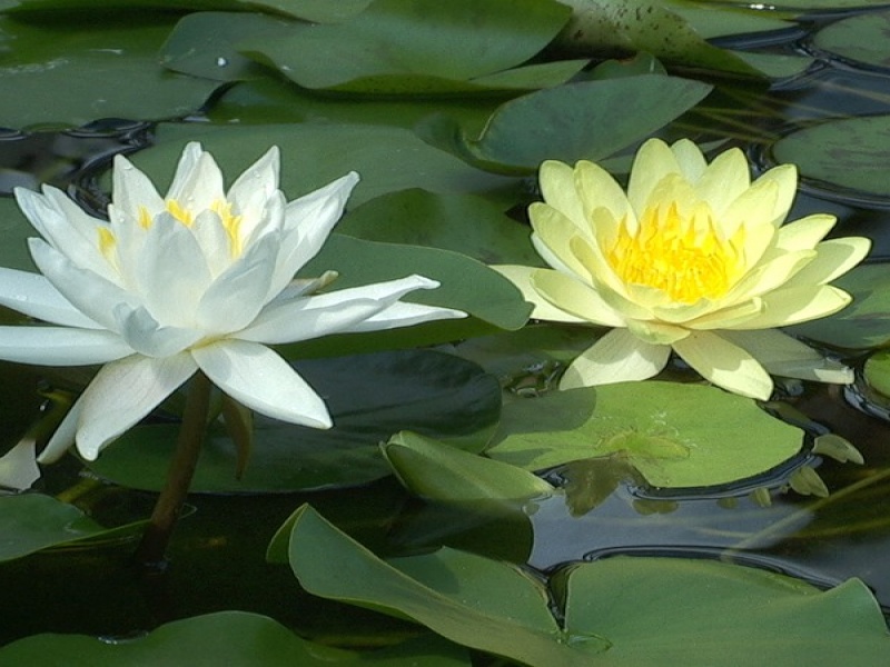 Лотос желтый