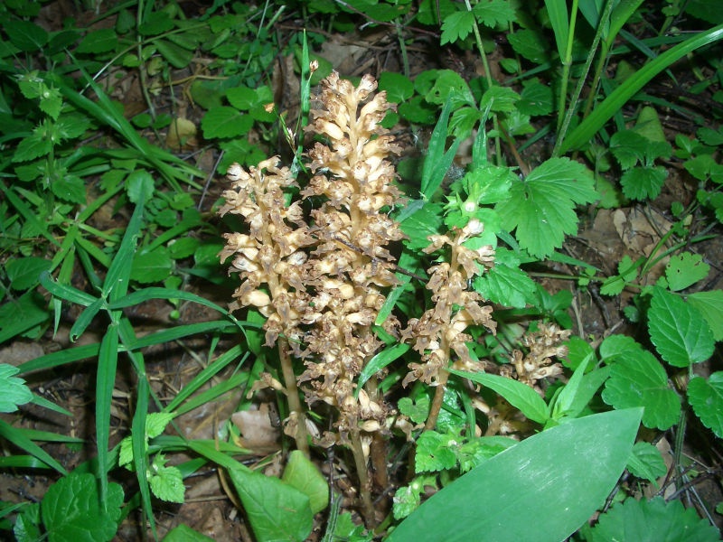 Гнездовка настоящая