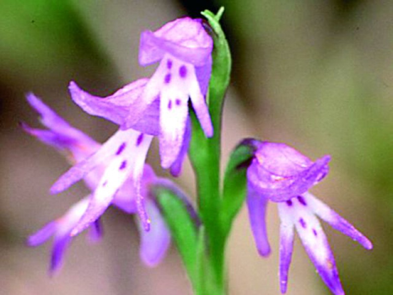 Неоттианте клобучковая