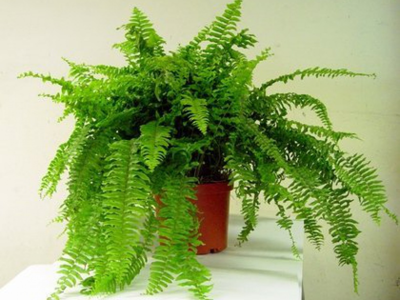 Нефролепис