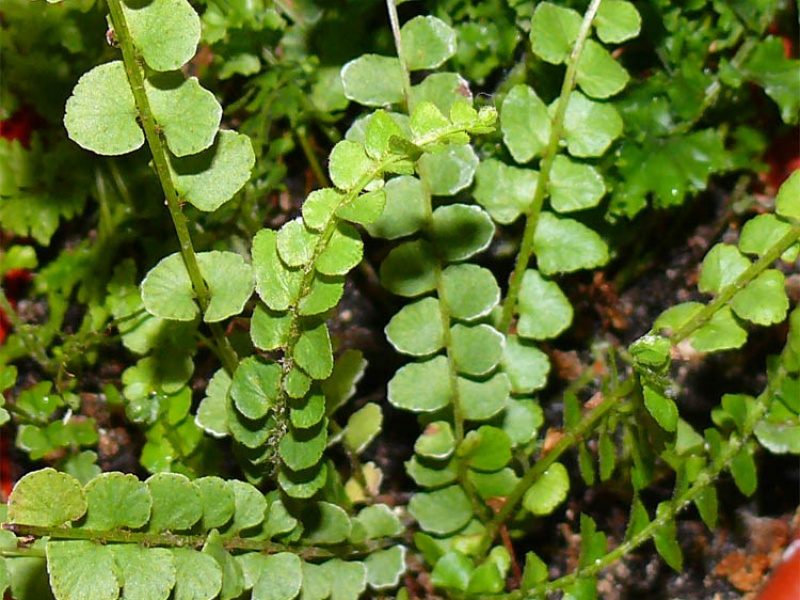 Нефролепис сердцелистный