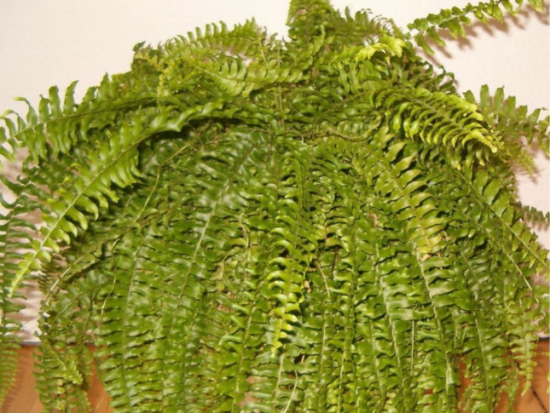 Нефролепис возвышенный