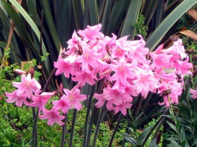 Нерине Боудена