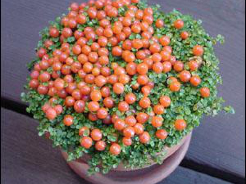 Нертера гренадская