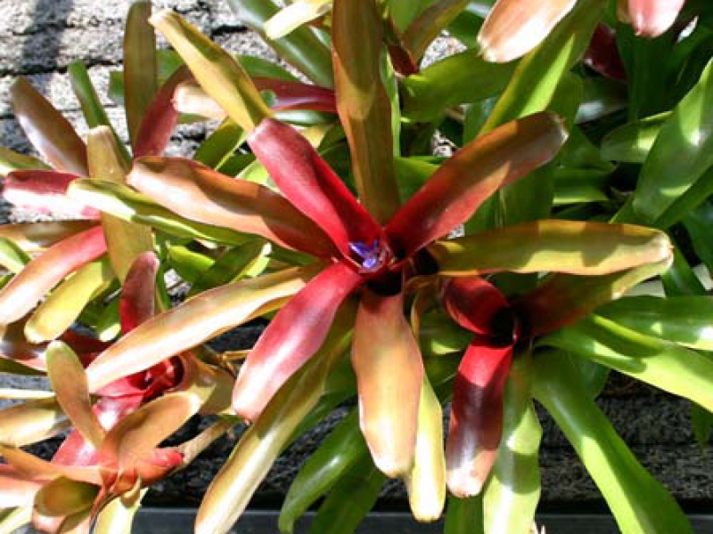 Нидуляриум