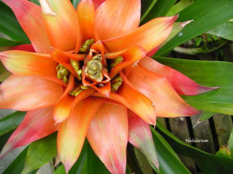 Нидуляриум