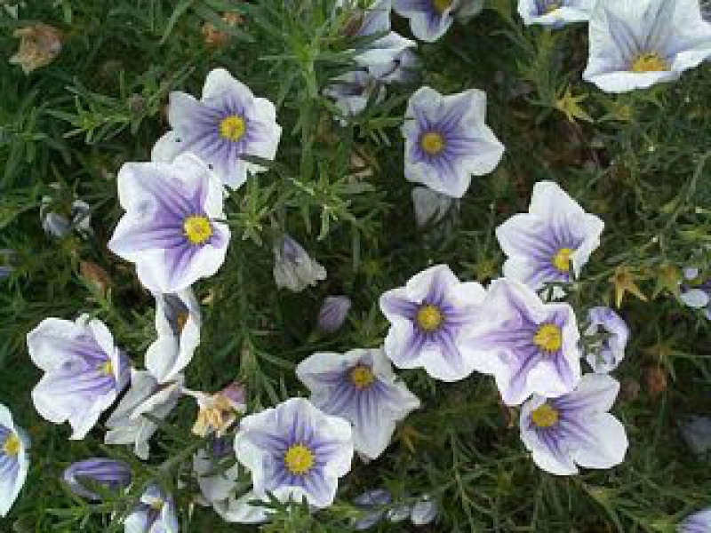 Нирембергия