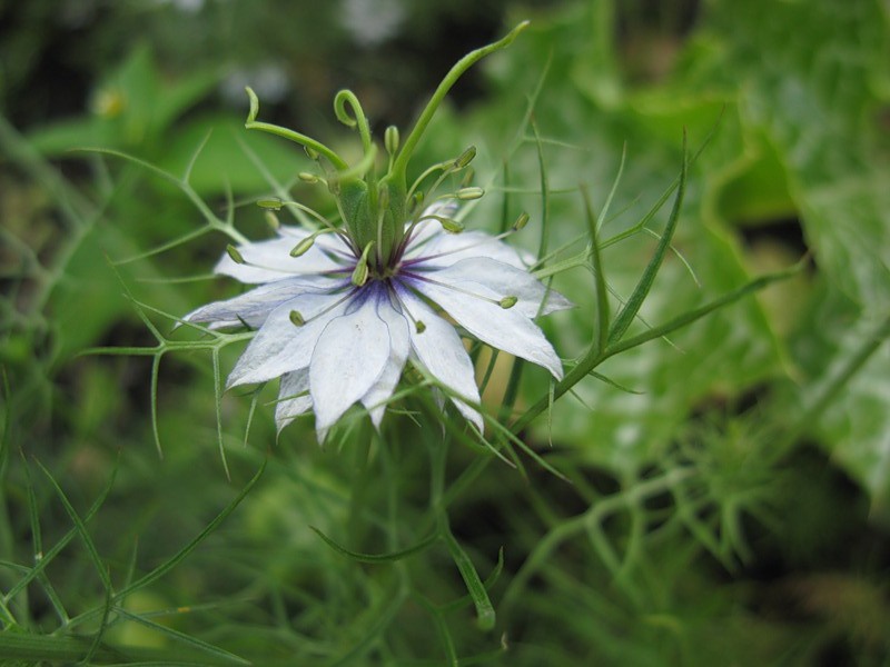 Чернушка или Нигелла