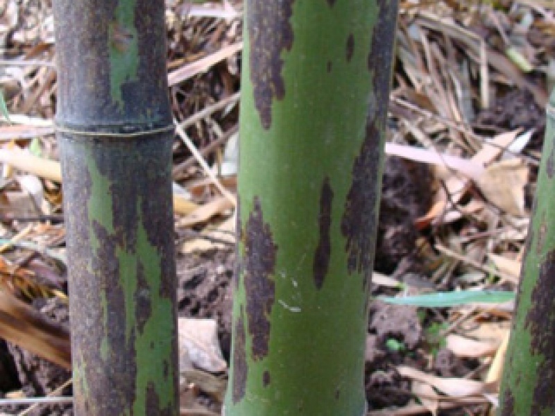 Листоколосник черный