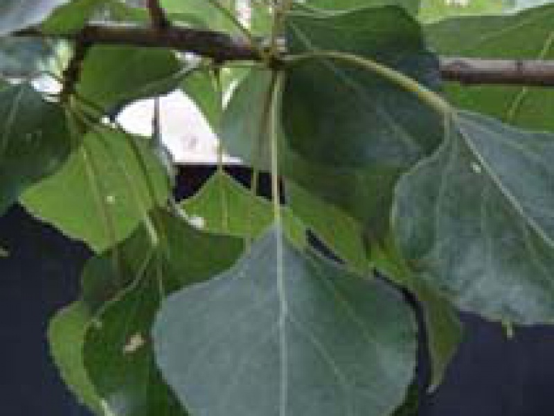 Тополь черный