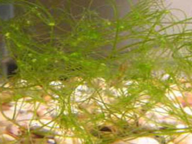 Нителла или Блестянка гибкая