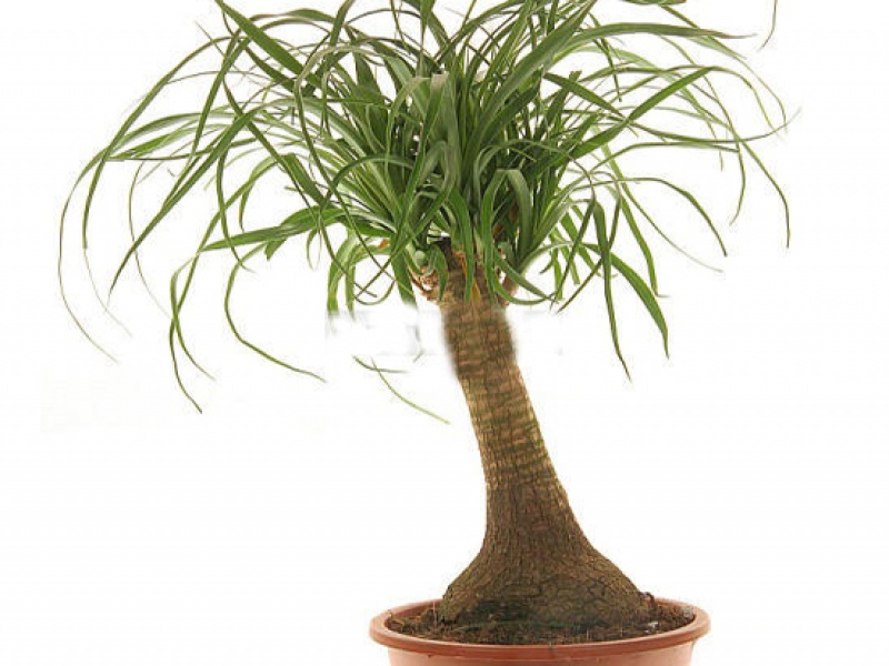 Нолина или Бокарнея