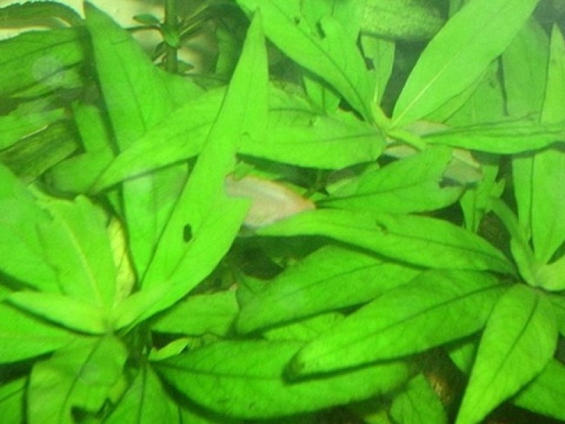 Номафила прямая или Лимонник