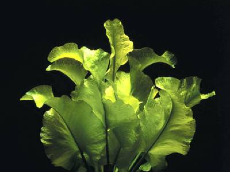 Кубышка японская