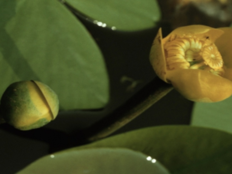 Кубышка желтая