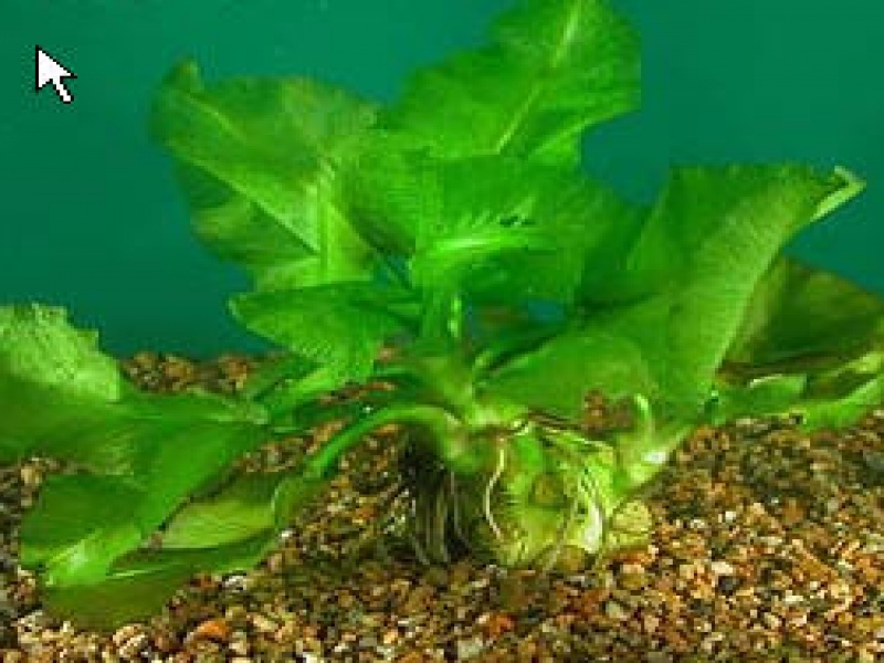 Кубышка стрелолистная