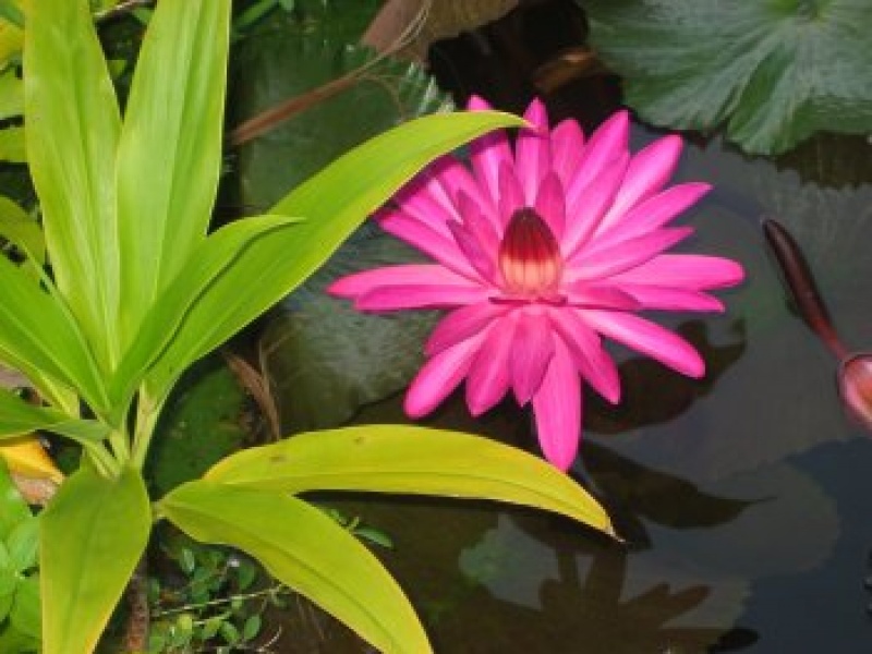 Кувшинка голубая нильская