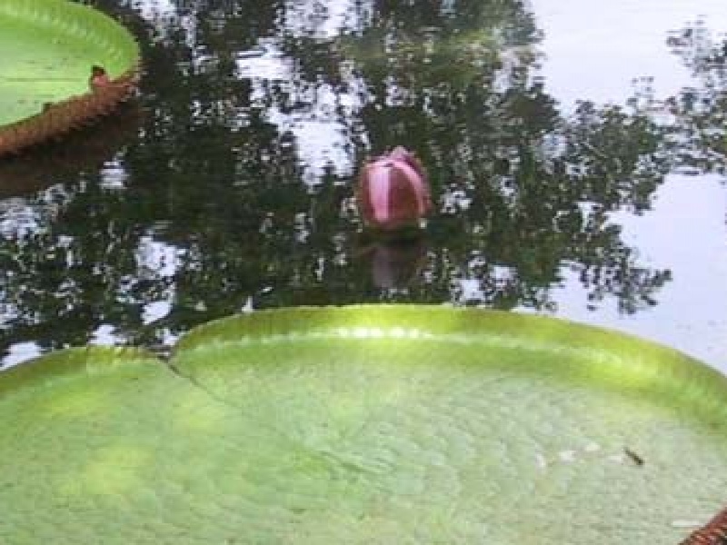 Кувшинка гигантская