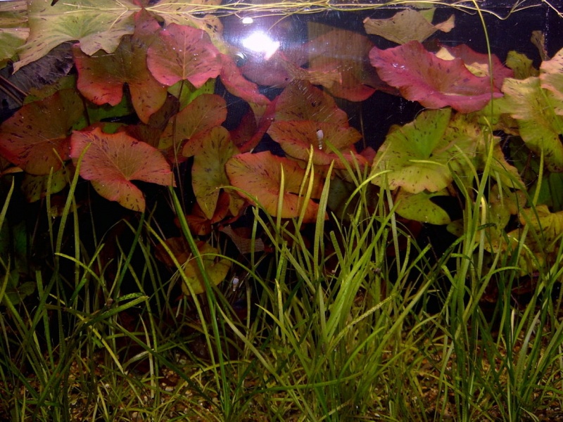 Нимфея или кувшинка тигровая