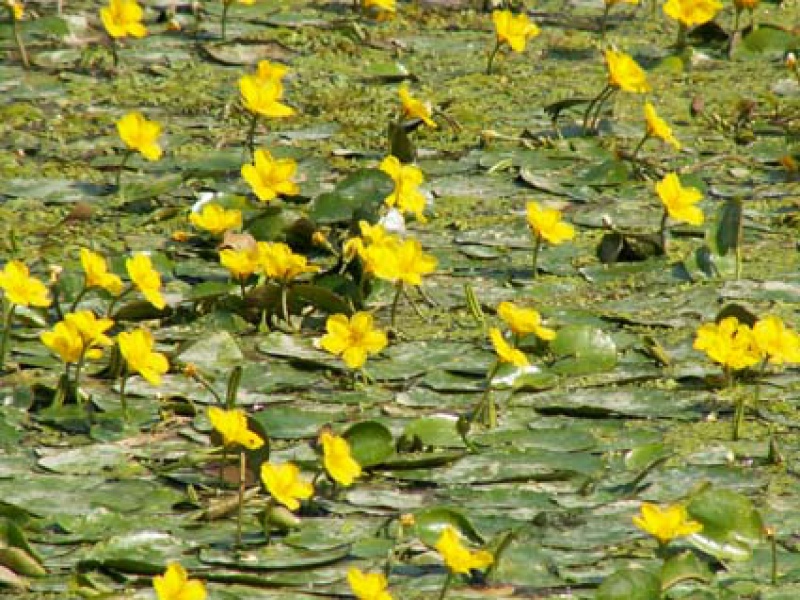 Нимфейник или Болотоцветник