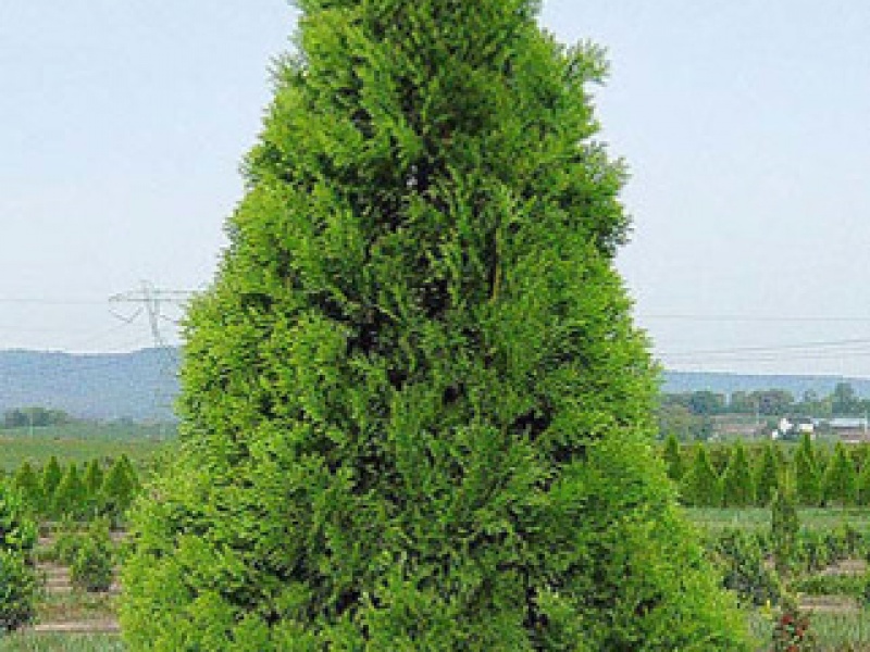 Emerald Thuja