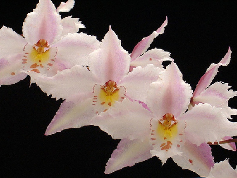 Одонтоглоссум