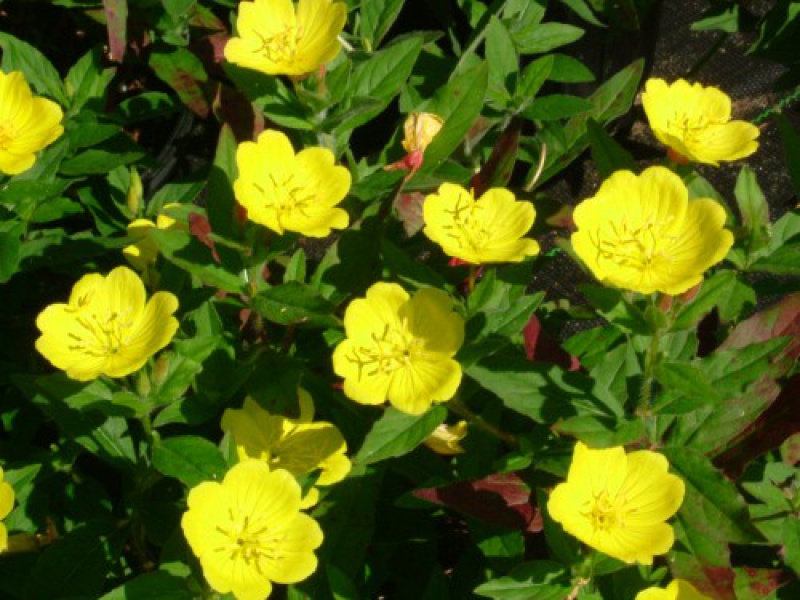 Энотера или Ослинник