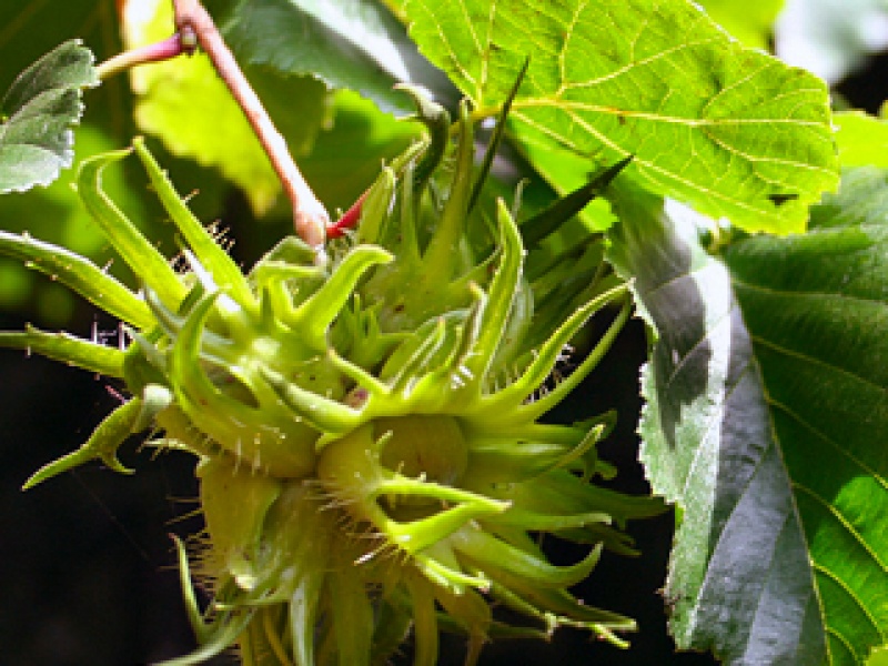 Tree hazel, bear hazel