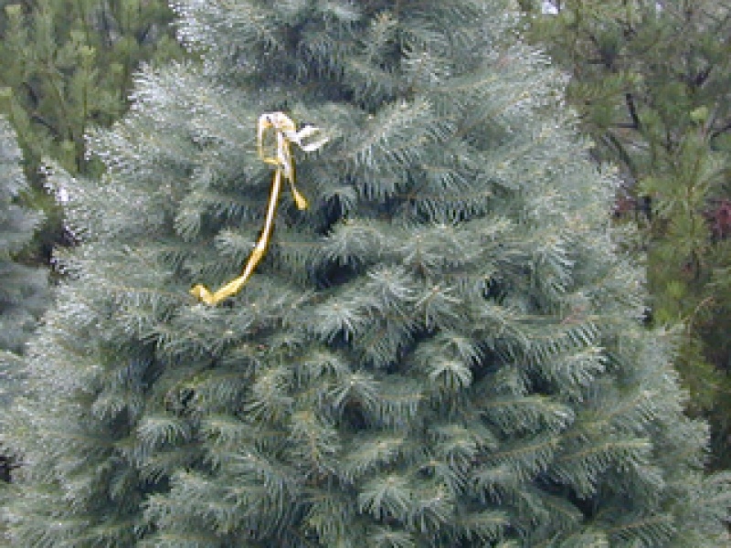 Colorado fir