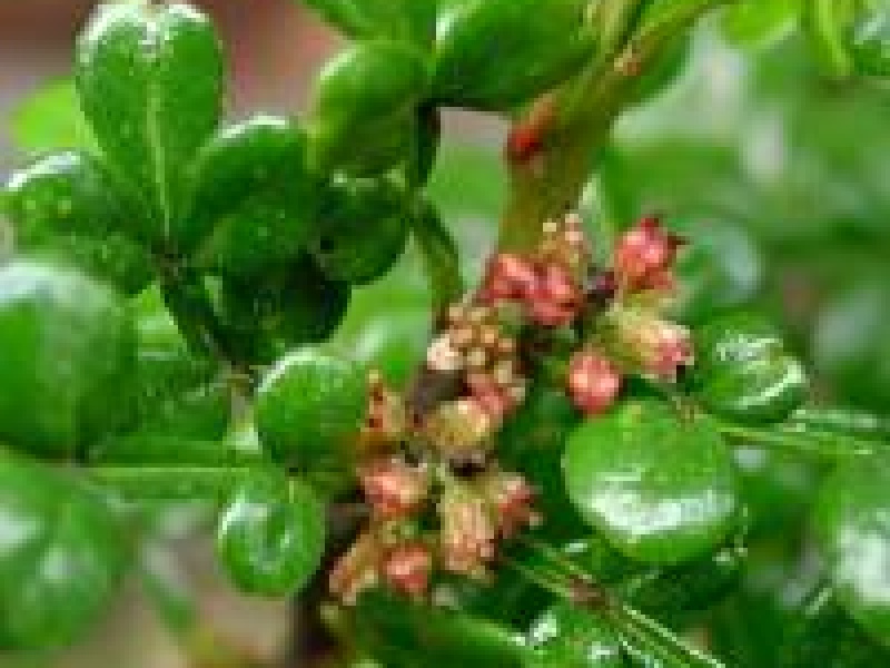 Оперкуликария