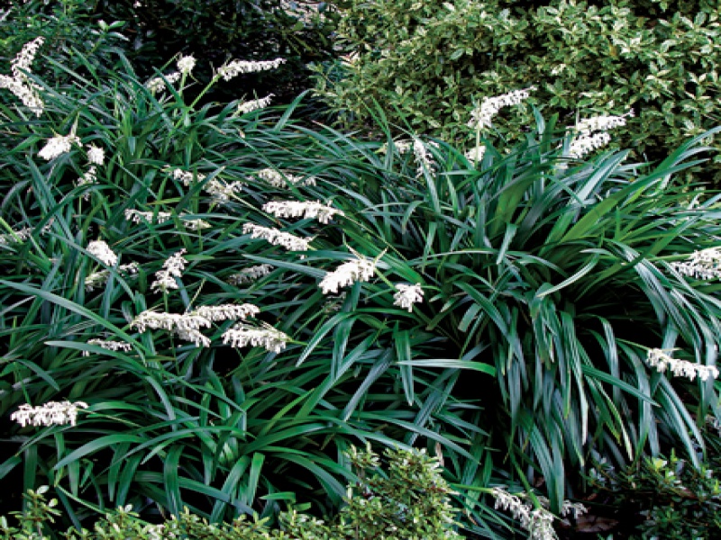 Офиопогон (Ландышник)