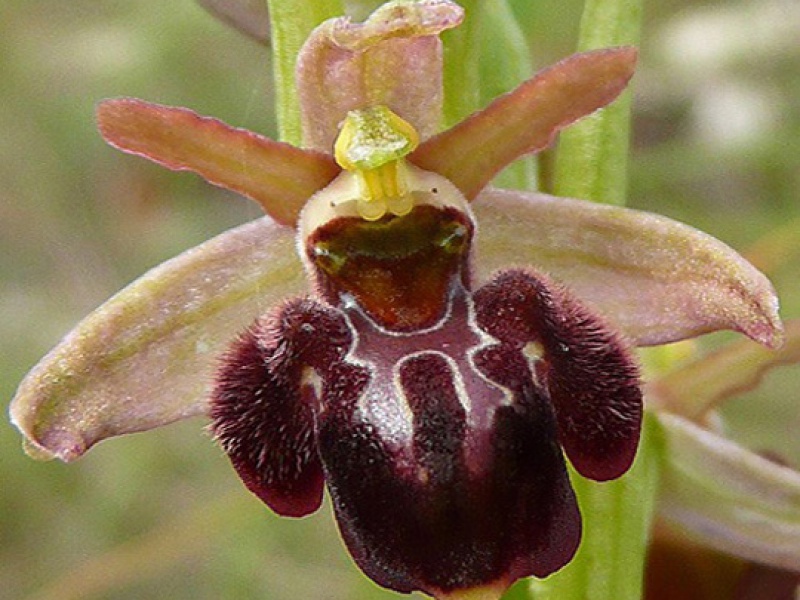 Офрис кавказская