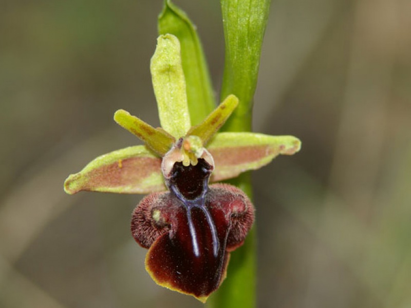 Офрис крымская