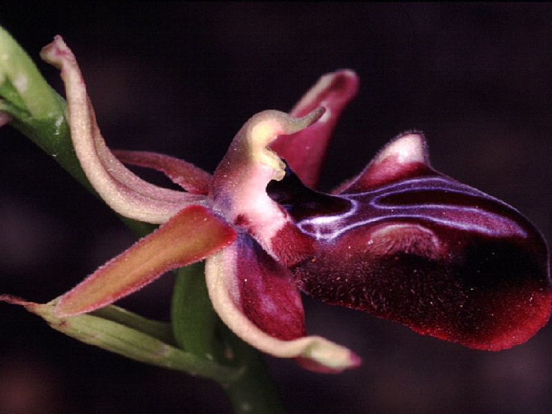 Офрис закаспийская