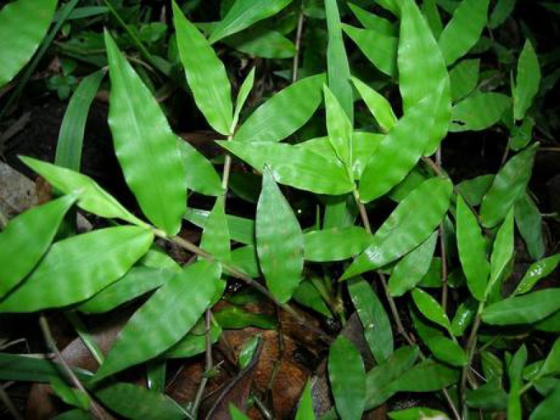 Оплисменус или Остянка