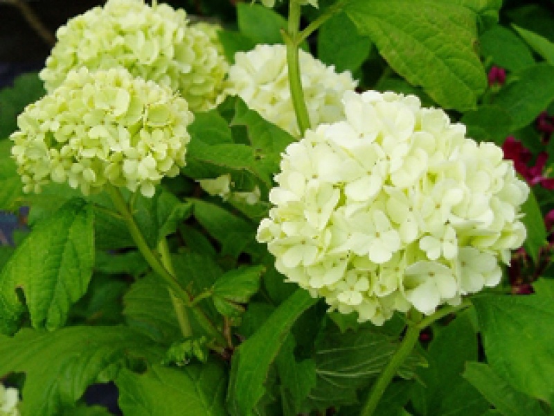 Double-flowered guelder-rose