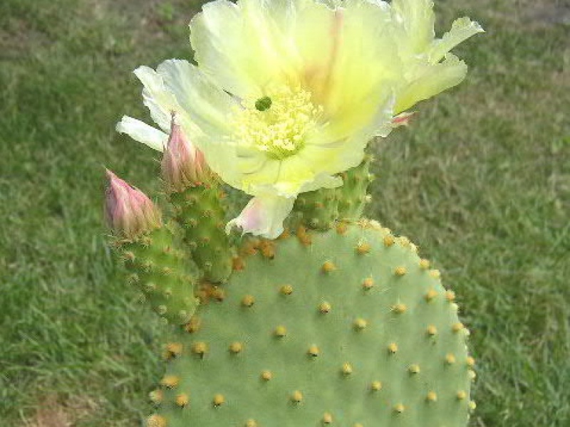 Опунция мелковолосистая