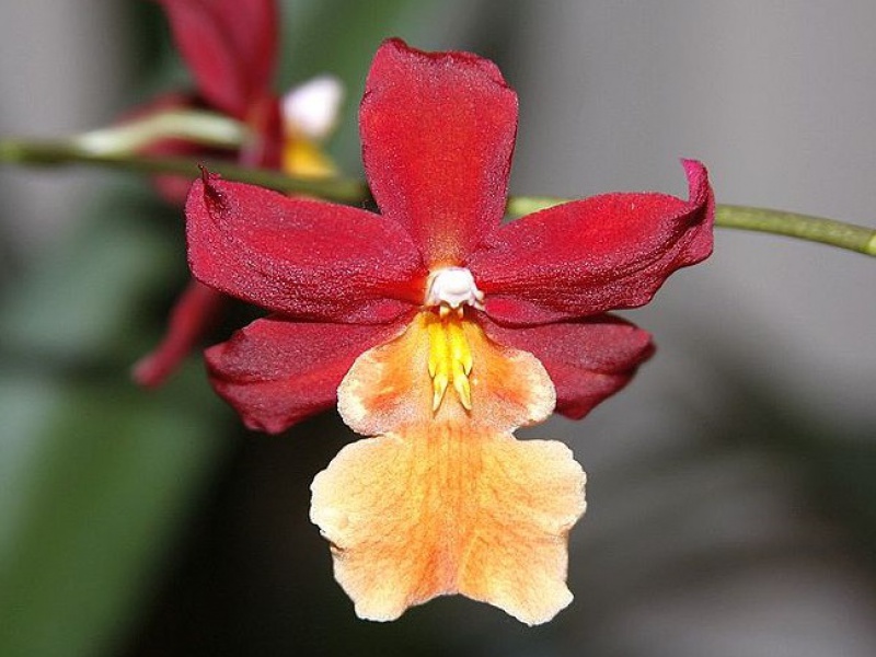 Орхидея Камбрия