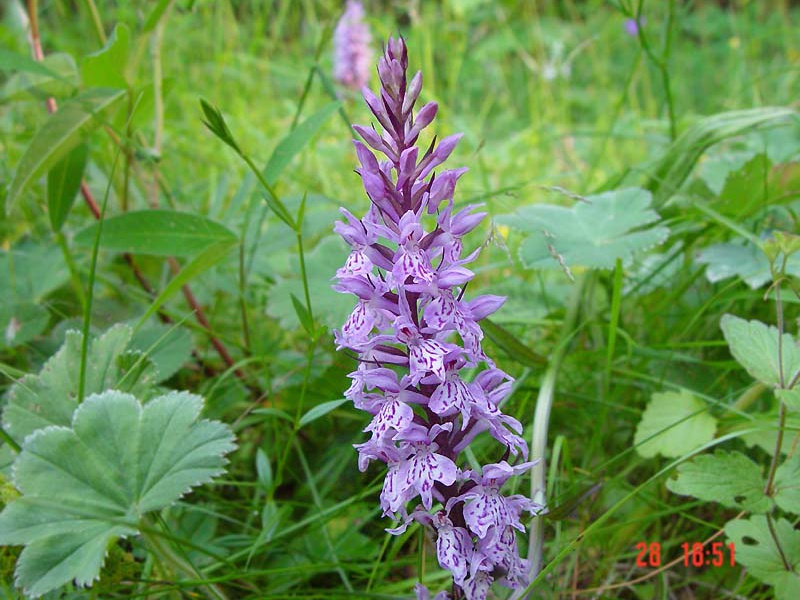 Ятрышник или Орхис