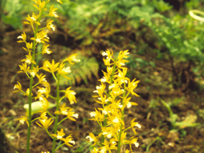 Ореорхис раскидистый