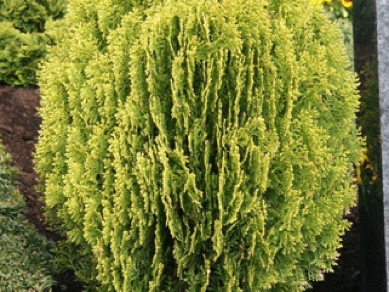 Yellow Oriental Thuja