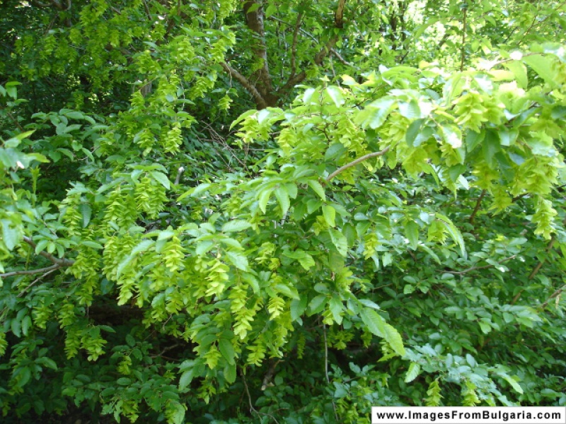 Граб восточный